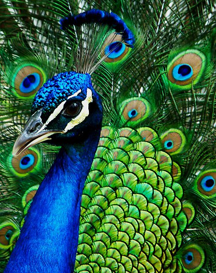 Fun Peacock Facts